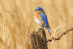 Eastern Bluebird on Fence